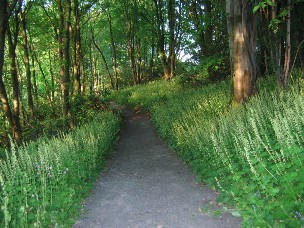 Along the river Ayr walk