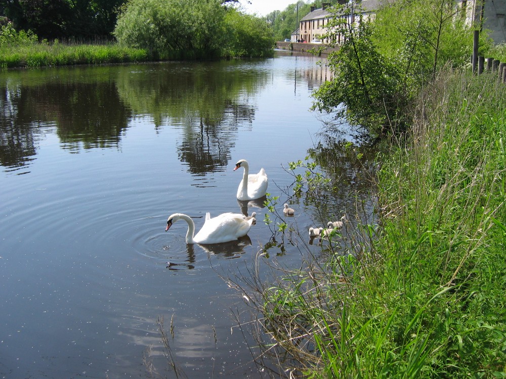 The new cygnets 2005