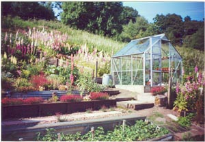 Looking up the garden